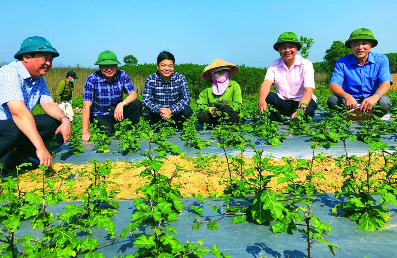 Phát triển cây dược liệu đang đem lại hiệu quả kinh tế cho người dân