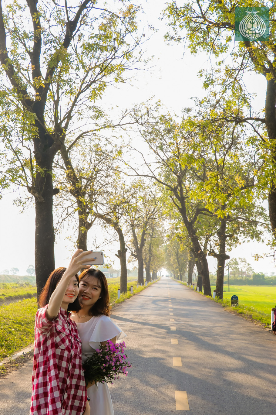 Hàng cây xà cừ thay lá ở làng Đại An Khê trở thành góc “sống ảo”  tuyệt vời của giới trẻ - Ảnh Thiên Sơn