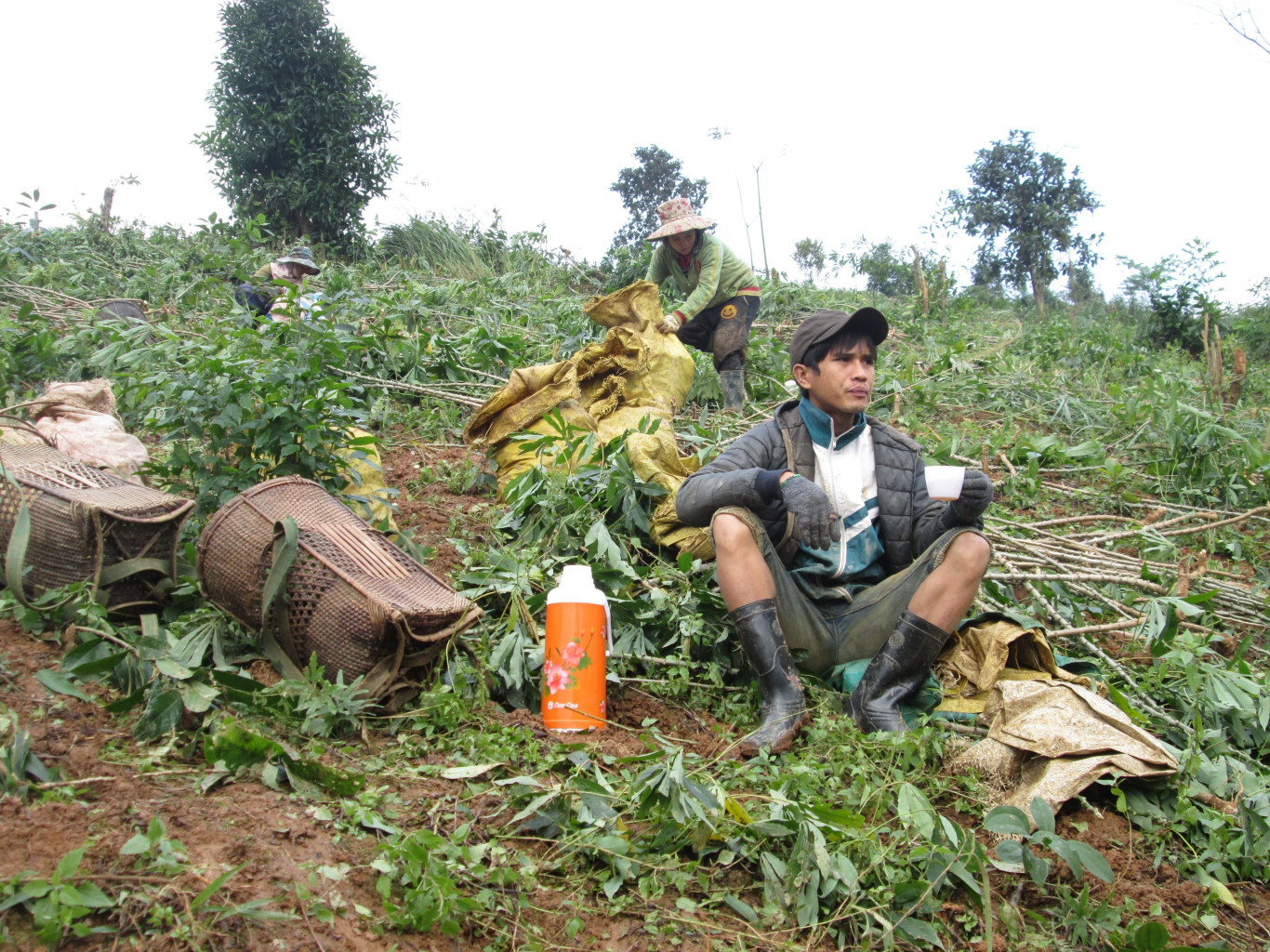 Đồng b&agrave;o V&acirc;n Kiều v&agrave;o m&ugrave;a thu hoạch sắn từ những đồi cao - Ảnh L.T