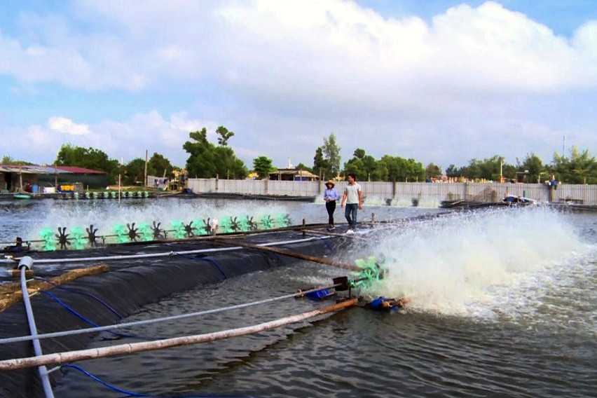 Nuôi tôm thẻ chân trắng trên cát ở xã Trung Giang, huyện Gio Linh - Ảnh: Linh Xuân