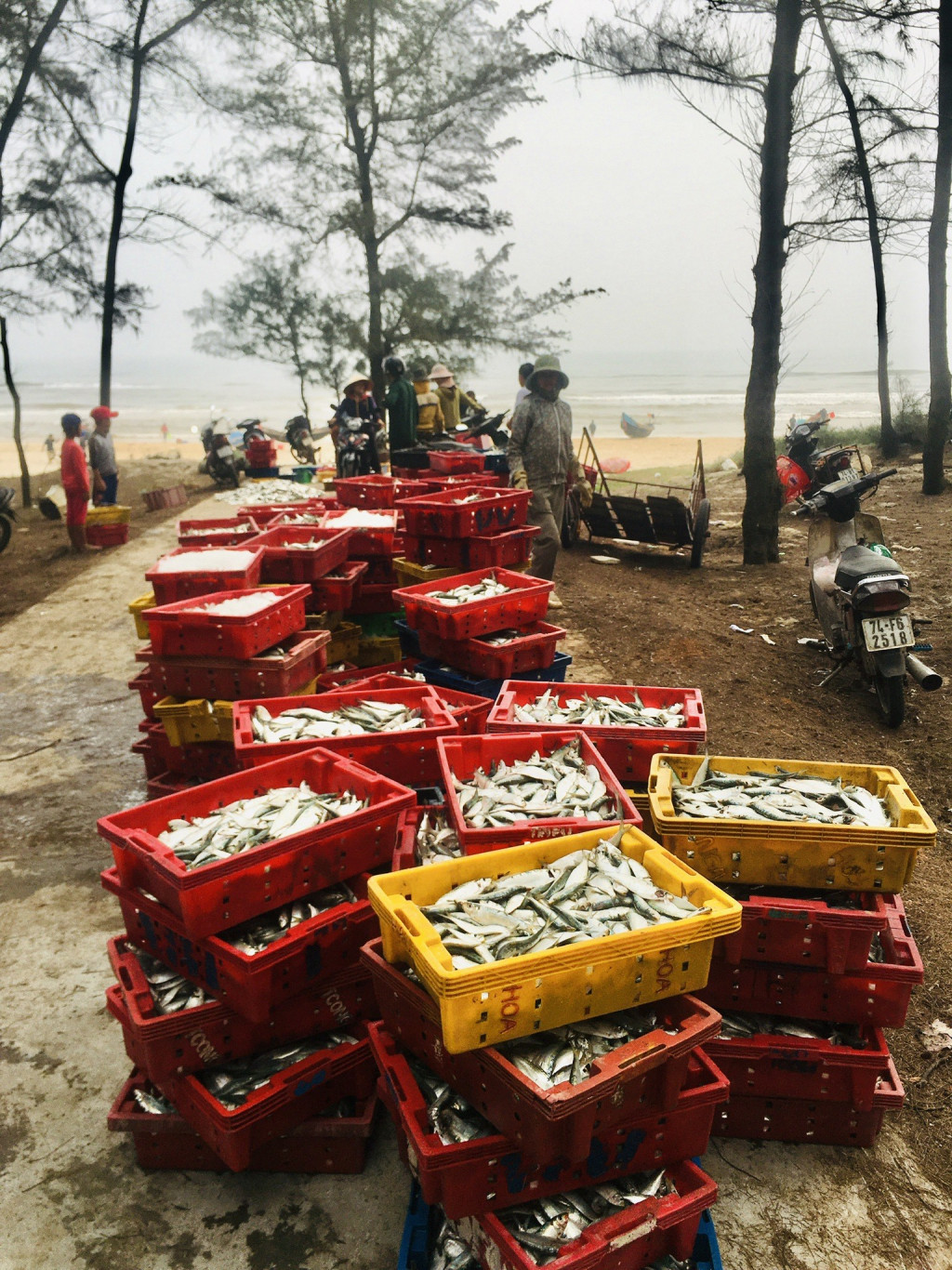 Ngư dân bãi ngang Gio Linh thu hoạch vụ cá trích-  Ảnh: Việt Hà